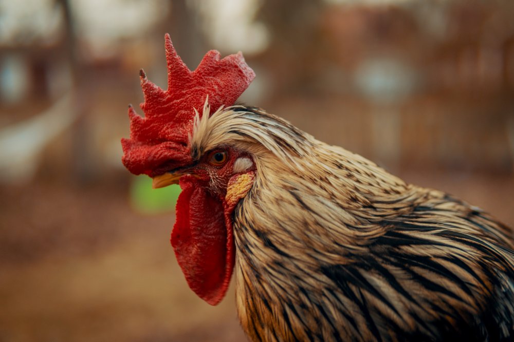 Cara Menjaga Ayam Sabung Agar Tetap Fit