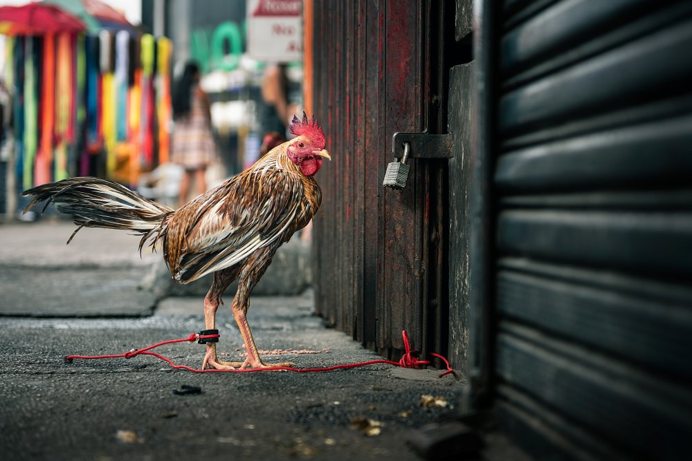 Mandi dan menjaga kebersihan ayam kita