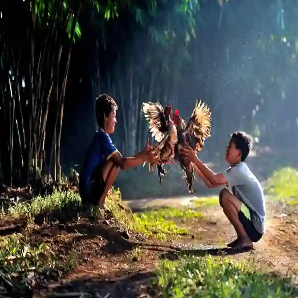 Cara Memilih Situs Sabung Ayam Online yang Terpercaya